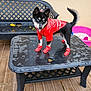 dog, puppy, blue_eyes, raincoat, red_boots, table, wet_surface, patio, bench, black_furniture, wooden_floor, outdoor, pet, canine, small_dog, rain_gear, play_area, sandbox, fashion, animal