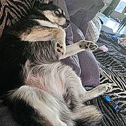 Shadow participe au concours pour gagner de l'argent avec cette photo : dog, couch, remote_control, indoor, pet, fur, black_and_white, pillow, resting, wide_eyes, surprised, living_room, furniture, relaxing, animal, paw, snout, tail, home, cozy