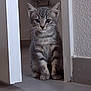 kitten, cat, tabby, indoor, floor, doorway, curious, pet, animal, whiskers, ears, paws, gray, striped, young, sitting, cute, home, tile_floor, wall