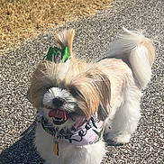 Lola joined the competition — help win amazing prizes! animal, bandana, bow, cute, daytime, dog, fluffy, fur, grass, gravel, happy, nature, outdoor, path, pet, small_dog, sunny, tail, tongue_out, walking