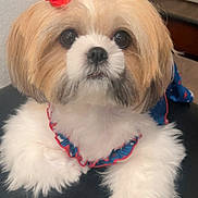 Lola joined the competition — help win amazing prizes! dog, fluffy, small_dog, cute, pet, indoor, portrait, white_fur, brown_fur, accessory, red, blue, close_up, animal, face, eyes, nose, furry, sitting, adorable