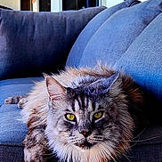 Ramses a rejoint le concours — aidez-le/la à gagner de superbes lots ! animal, cat, closeup, couch, cozy, domestic_animal, fluffy, fur, furniture, home, indoor, living_room, looking_at_camera, pet, portrait, relaxed, resting, soft_light, whiskers, yellow_eyes