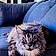 Ramses