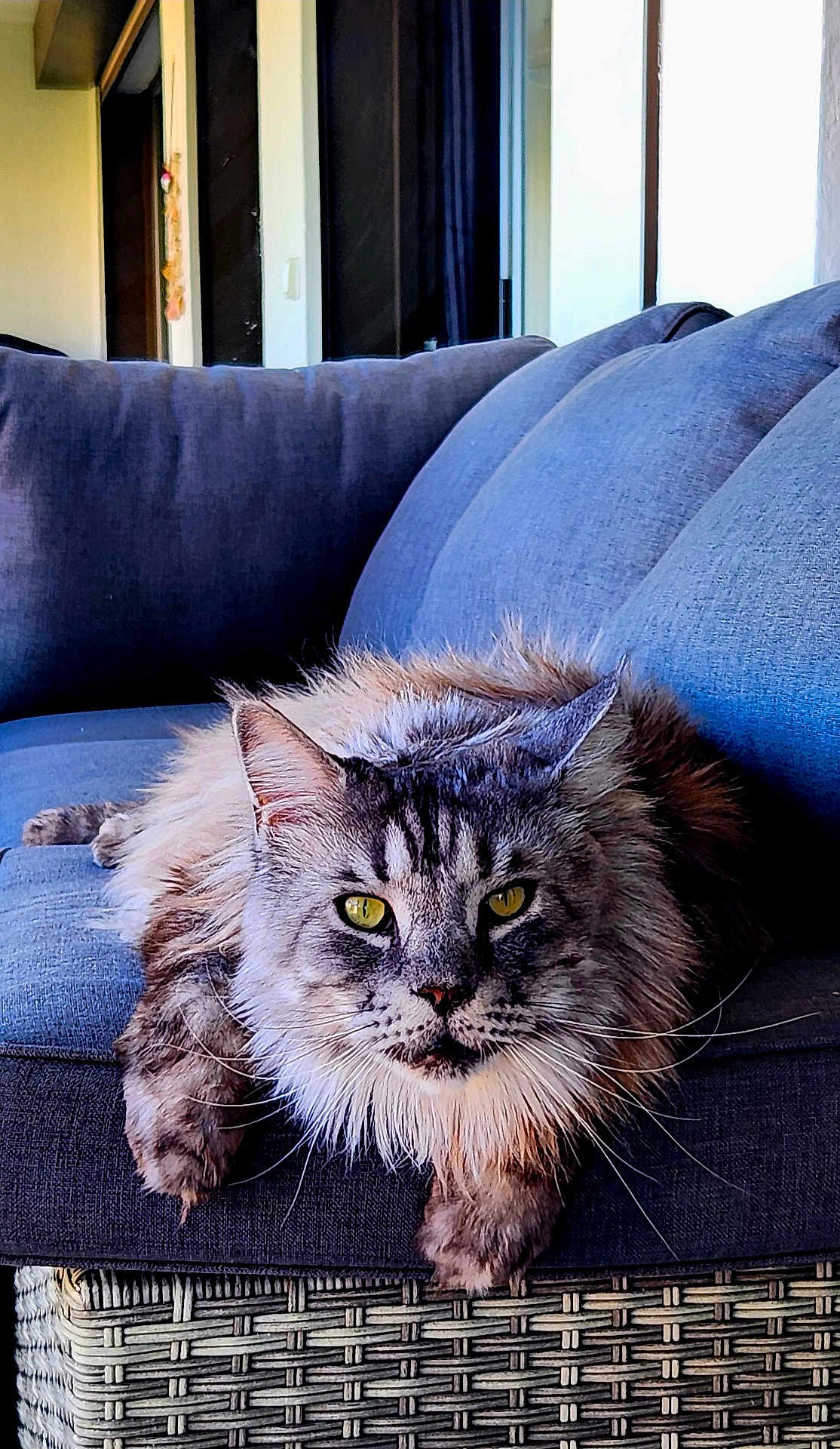 Ramses a rejoint le concours — aidez-le/la à gagner de superbes lots ! animal, cat, closeup, couch, cozy, domestic_animal, fluffy, fur, furniture, home, indoor, living_room, looking_at_camera, pet, portrait, relaxed, resting, soft_light, whiskers, yellow_eyes