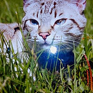 Poussin participe au concours pour gagner de l'argent avec cette photo :