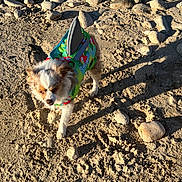 Kiwi is registered to the contest to win money with this photo: animal, beach, brown_fur, colorful_clothing, dog, dog_outfit, fluffy, outdoor, pebbles, pet, photography, puppy, rocks, sand, shadow, small_dog, standing, sunlight, walking, white_fur