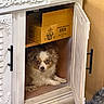 Kiwi is registered to the contest to win money with this photo: brown_and_white, cabinet, cardboard_box, cupboard, decorative_furniture, dog, eyes, face, fluffy, funny, fur, home, indoor, kitchen, lying_down, open_door, portrait, puppy, sitting, small_dog