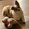 Kiwi joined the competition — help win amazing prizes! animal, brown_fur, companion, cozy, cute, dog, fluffy, indoors, pet, plush_toy, portrait, puppy, sitting, small_dog, stuffed_animal, sunlight, toy, warm_lighting, white_fur, wooden_floor