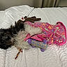 Delaney is registered to the contest to win money with this photo: dog, small_dog, black_and_white, pet, lying_down, back, pink_outfit, floral_pattern, clothing, plush_toy, stuffed_animal, bed, bedding, white_blanket, pillow, bedroom, indoors, relaxed, cute, portrait