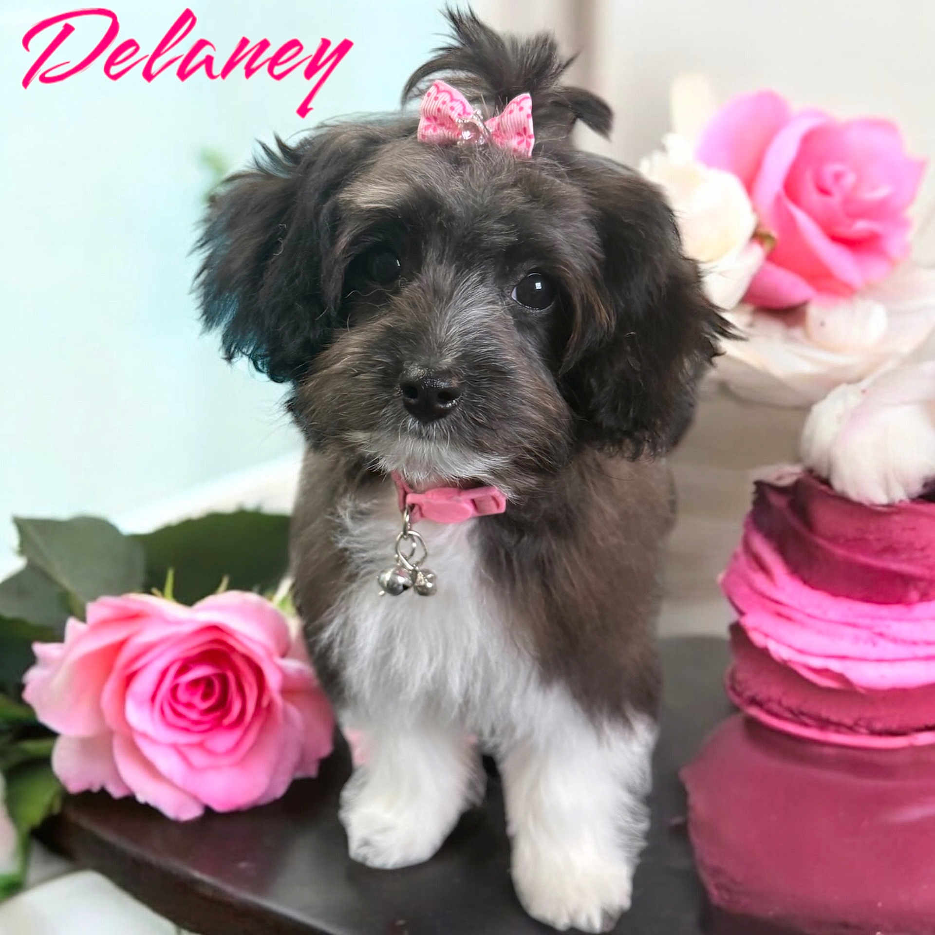 Delaney