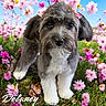 Delaney joined the competition — help win amazing prizes! dog, puppy, portrait, flowers, garden, outdoor, pink_flowers, spring, bow, hair_bow, gray_fur, white_fur, fluffy, long_ears, black_nose, brown_eyes, sitting, pet, animal, text_overlay