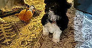 Delaney is registered to the contest to win money with this photo: dogs, puppies, three_dogs, small_dogs, black_and_white_dog, brown_dog, white_dog, standing, sitting, playing, toy, plush_toy, rope_toy, indoor, living_room, rug, carpet, furniture, pet, portrait