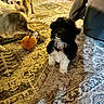 dogs, puppies, three_dogs, small_dogs, black_and_white_dog, brown_dog, white_dog, standing, sitting, playing, toy, plush_toy, rope_toy, indoor, living_room, rug, carpet, furniture, pet, portrait