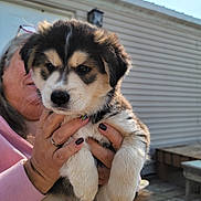 Coco joined the competition — help win amazing prizes! puppy, dog, person, hand, outdoor, sunlight, house, siding, fence, pet, cute, animal, fur, holding, portrait, young, friendly, mammal, domestic, paw