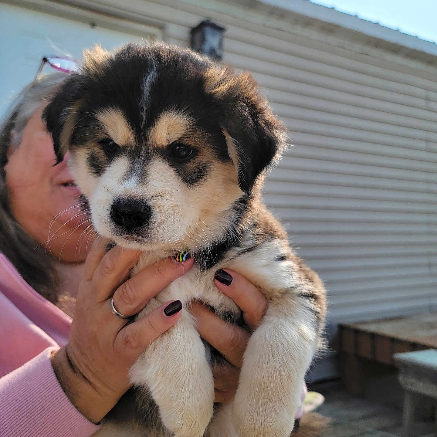 Coco joined the competition — help win amazing prizes! animal, cute, dog, domestic, fence, friendly, fur, hand, holding, house, mammal, outdoor, paw, person, pet, portrait, puppy, siding, sunlight, young