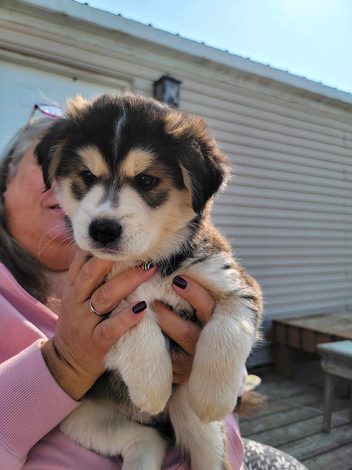 Coco joined the competition — help win amazing prizes! puppy, dog, person, hand, outdoor, sunlight, house, siding, fence, pet, cute, animal, fur, holding, portrait, young, friendly, mammal, domestic, paw