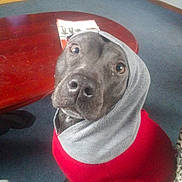 Chynna is registered to the contest to win money with this photo: dog, hoodie, red_clothing, gray_hood, carpet, wooden_table, magazine, indoor, pet, cute, looking_up, brown_eyes, snout, fur, canine, domestic_animal, clothing, cozy, floor, room