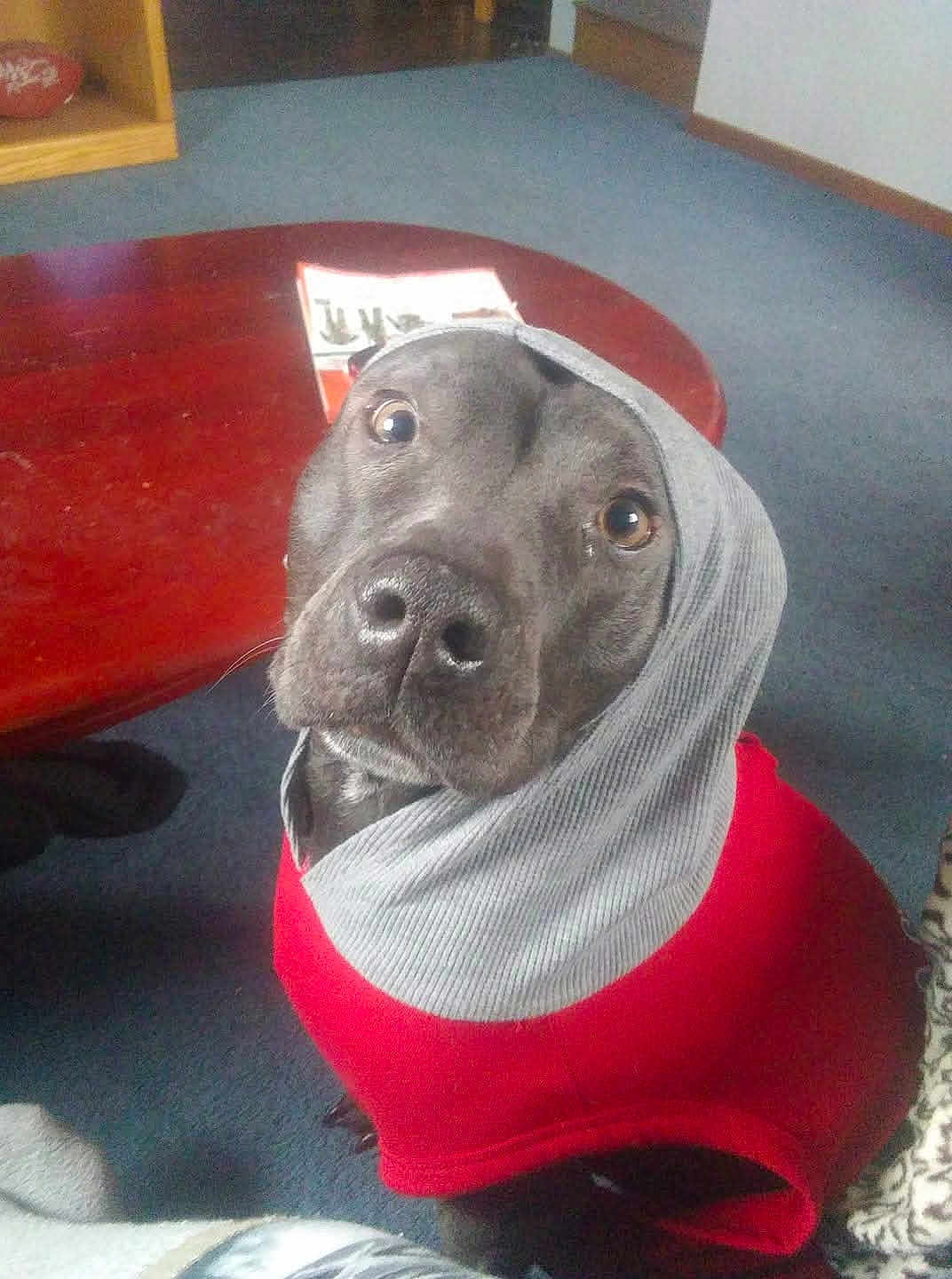Chynna is registered to the contest to win money with this photo: dog, hoodie, red_clothing, gray_hood, carpet, wooden_table, magazine, indoor, pet, cute, looking_up, brown_eyes, snout, fur, canine, domestic_animal, clothing, cozy, floor, room