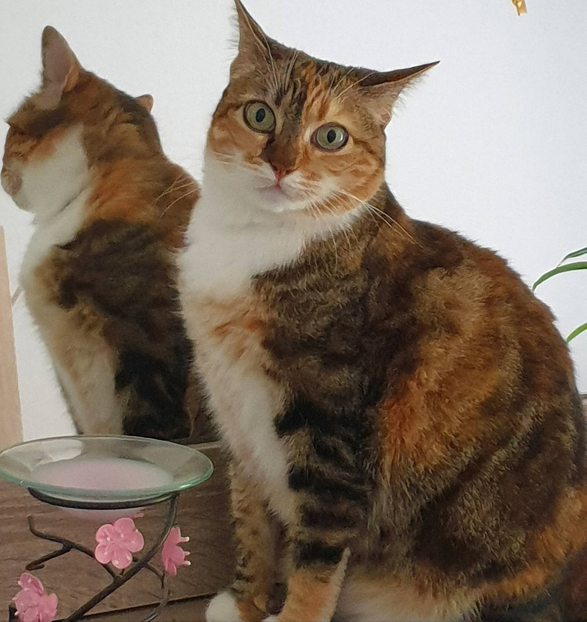 Louloun a rejoint le concours — aidez-le/la à gagner de superbes lots ! aegean_cat, american_wirehair, arabian_mau, asian, asian_semi_longhair, british_semi_longhair, carnivore, cat, cymric, domestic_short_haired_cat, european_shorthair, felidae, german_rex, kurilian_bobtail, maine_coon, mammal, small_to_medium_sized_cats, tabby_cat, vertebrate, whiskers