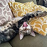 animal, cat, comfortable, couch, decorative_pillow, fur, home, indoor, kitten, mouth_open, pet, pillow, relaxing, resting, sleepy, soft_fabric, stretching, tabby, whiskers, yawning