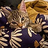 Atlas participe au concours pour gagner de l'argent avec cette photo : blanket, cat, closeup, comfort, cozy, curious, cute, ears, floral_pattern, fur, indoor, kitten, pet, resting, sleepy, soft_texture, tabby, warm_colors, whiskers, young_animal