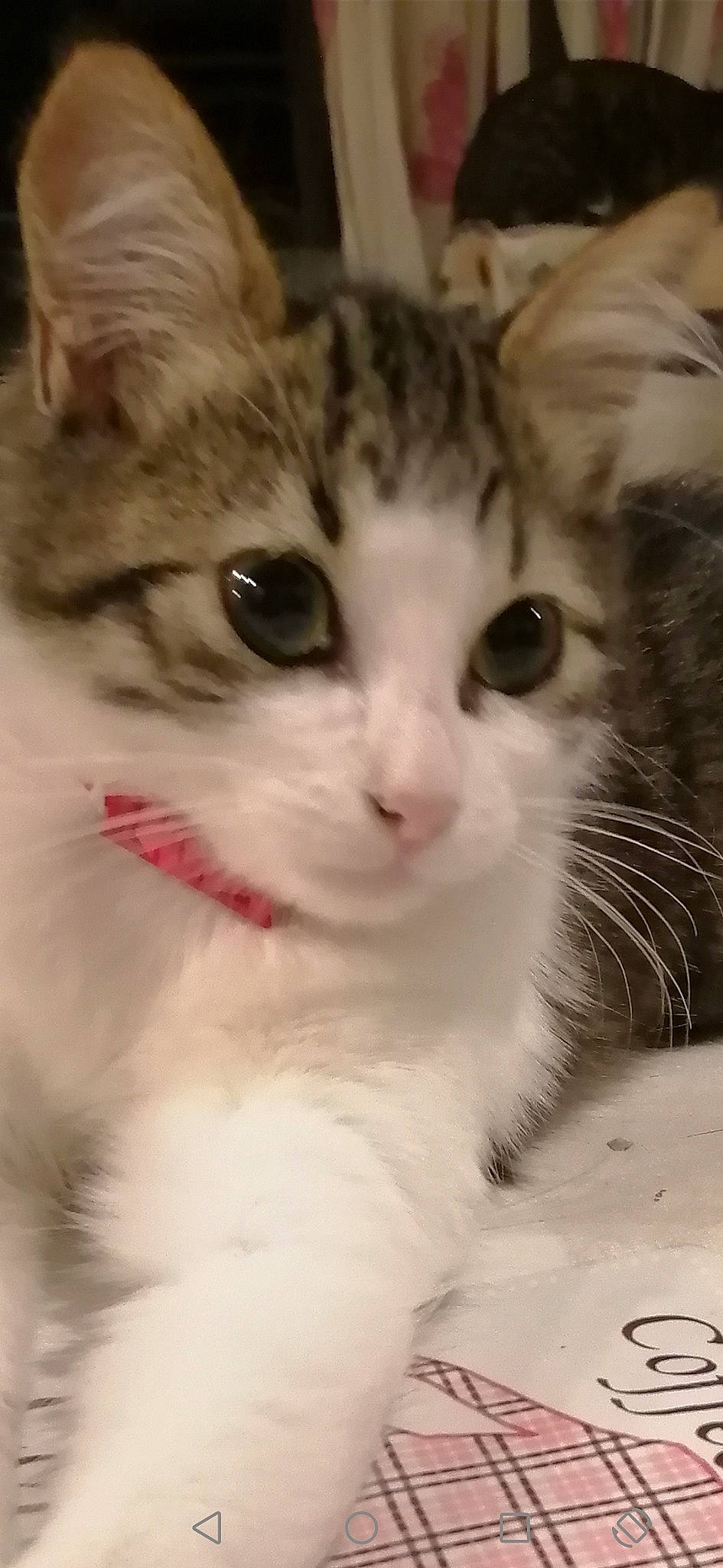 Pinceau participe au concours pour gagner de l'argent avec cette photo : carnivore, cat, domestic_short_haired_cat, eye, fawn, felidae, fur, hair, head, paw, small_to_medium_sized_cats, snout, tail, terrestrial_animal, whiskers, window