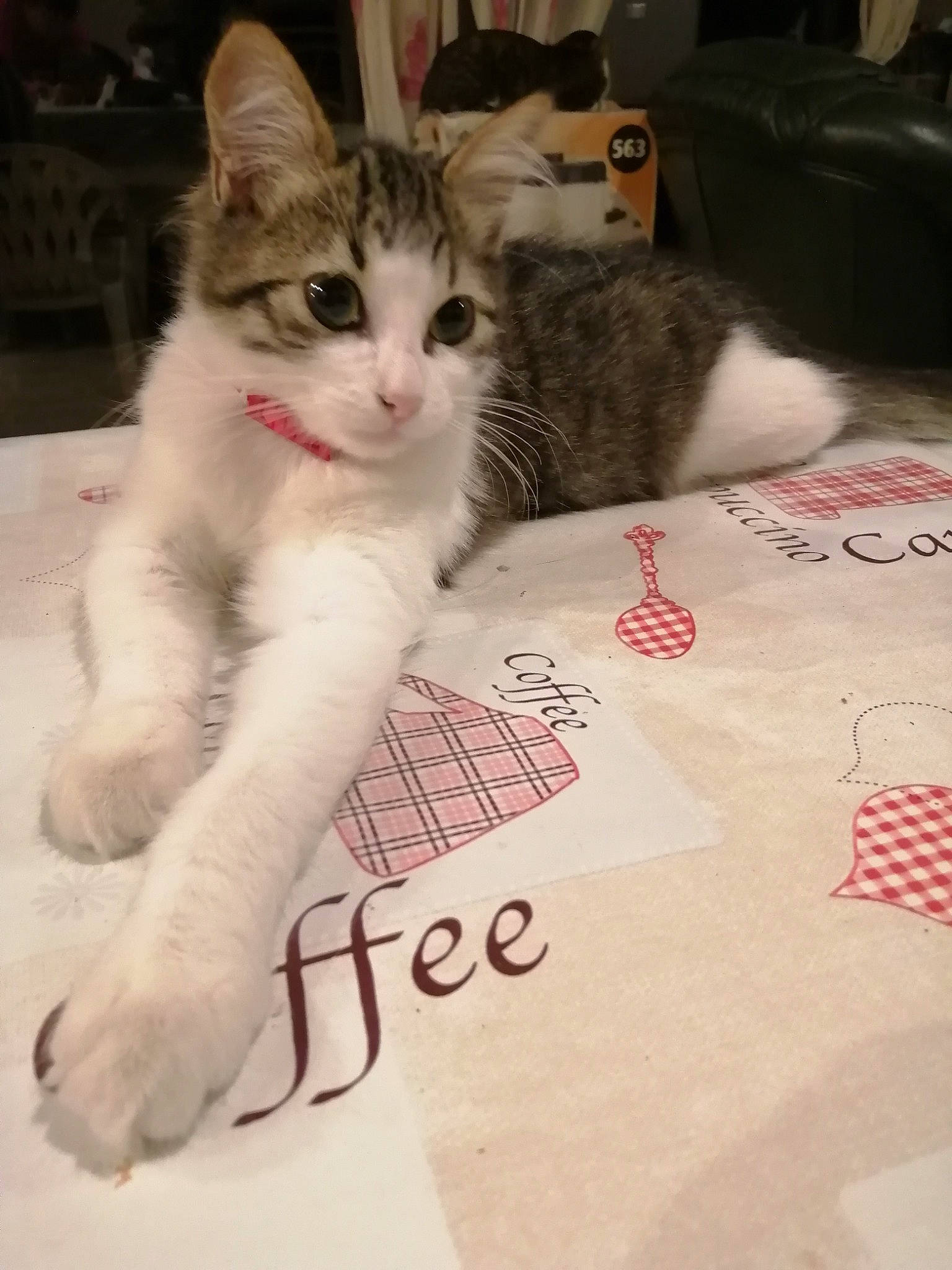 Pinceau participe au concours pour gagner de l'argent avec cette photo : carmine, carnivore, cat, claw, comfort, domestic_short_haired_cat, felidae, flooring, fur, linens, mammal, paw, pet_supply, photo_caption, room, small_to_medium_sized_cats, snout, tail, vertebrate, whiskers