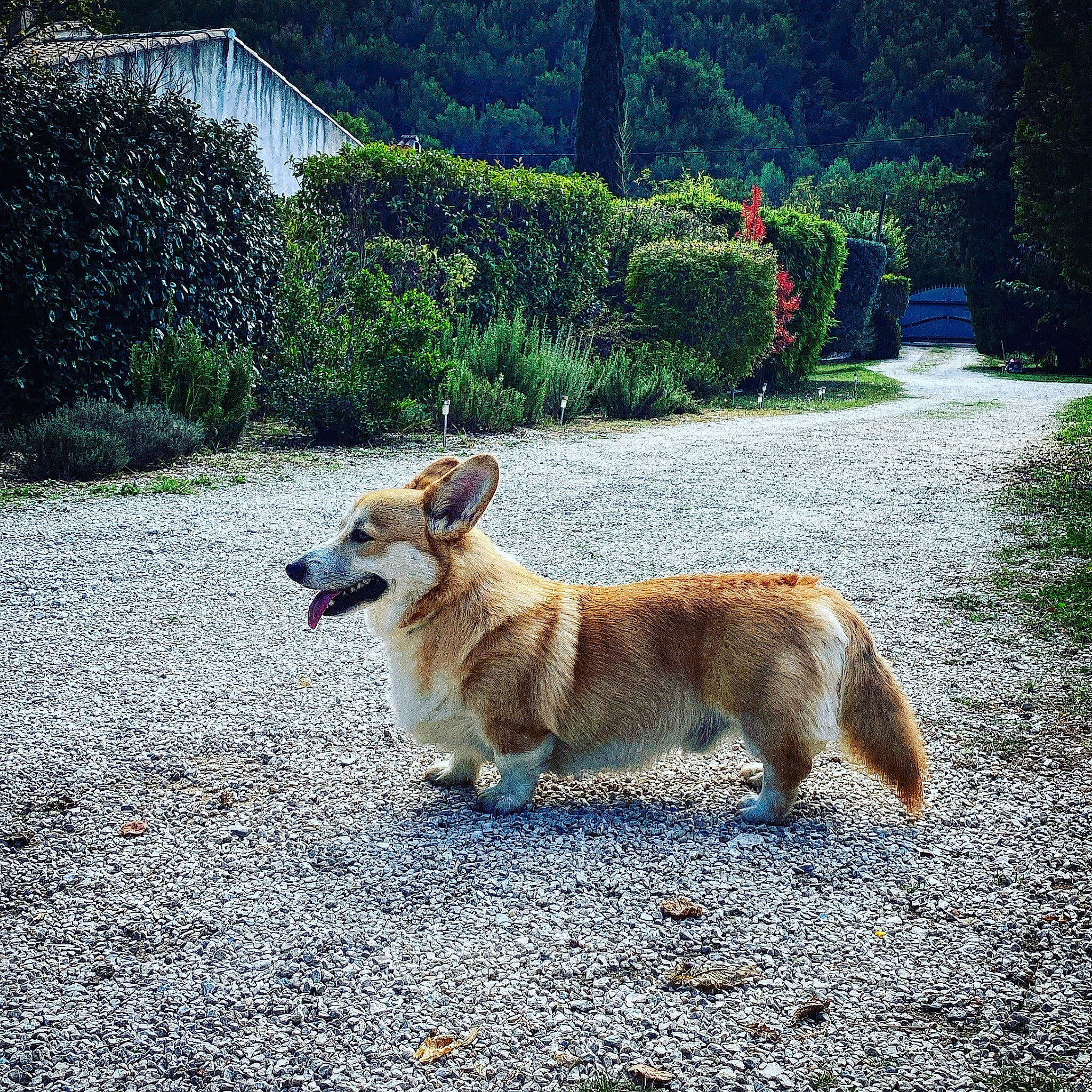 Tcheddar a rejoint le concours — aidez-le/la à gagner de superbes lots ! asphalt, canidae, carnivore, collar, companion_dog, dog, dog_breed, fawn, grass, landscape, leash, pet_supply, plant, road, road_surface, sidewalk, sporting_group, tail, tree, working_dog