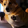 animal, blurred_background, brown, canine, closeup, corgi, cute, dog, ears, expression, friendly, fur, indoor, paw, pet, portrait, snout, soft_light, whiskers, white