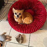 Lenny participe au concours pour gagner de l'argent avec cette photo : dog, chihuahua, pet_bed, red_bed, plush_bed, indoor, tile_floor, stuffed_toys, pet, small_dog, crate, resting, brown_dog, cozy, cute, animal, companion, domestic, furniture, relaxing