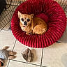 dog, chihuahua, pet_bed, red_bed, plush_bed, indoor, tile_floor, stuffed_toys, pet, small_dog, crate, resting, brown_dog, cozy, cute, animal, companion, domestic, furniture, relaxing
