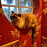 Cassiopeia is registered to the contest to win money with this photo: animal, cat, circular_window, cozy, decor, feline, fluffy_cat, home, indoor, interior, natural_light, patterned_wall, perched, plant_outside, portrait, red_wallpaper, relaxed, resting, tail, window