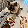 Cassiopeia is registered to the contest to win money with this photo: animal, carpet, cat, closeup, dried_leaves, dry_food, feeding_station, feline, floor_tiles, food_bowl, fur, home, indoor, kitten, newspaper, pet, quiet, table, tray, waiting