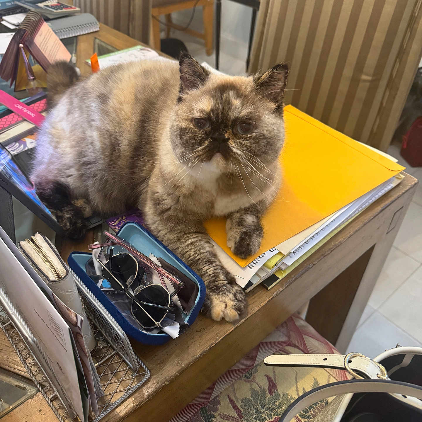 Cassiopeia is registered to the contest to win money with this photo: cat, chair, cluttered, cozy, curious, domestic, feline, fluffy, folder, glasses, indoor, looking, multi-colored, papers, pet, relaxed, stationery, striped_chair, table, wooden_table