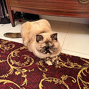 Cassiopeia is registered to the contest to win money with this photo: animal, carpet, cat, cute, domestic_cat, ears, expression, face, floor, fluffy, furniture, gold_pattern, indoor, pet, red_carpet, resting, tail, tile_floor, whiskers, wooden_dresser