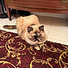 animal, carpet, cat, cute, domestic_cat, ears, expression, face, floor, fluffy, furniture, gold_pattern, indoor, pet, red_carpet, resting, tail, tile_floor, whiskers, wooden_dresser