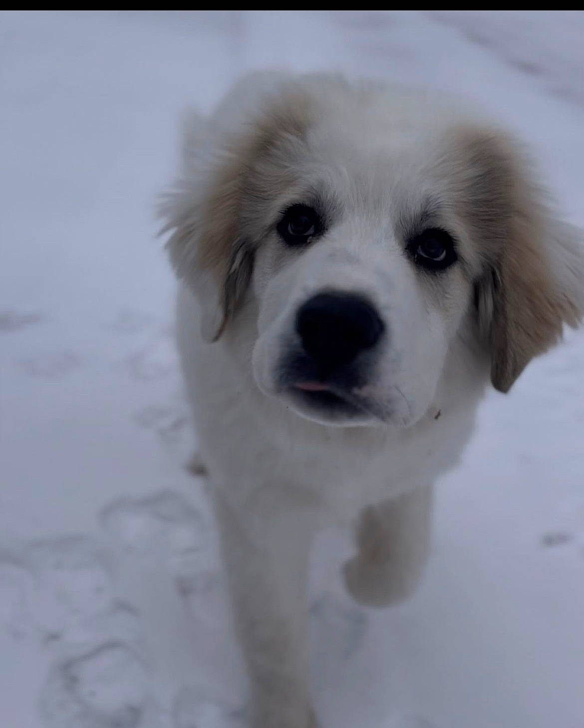 Blue Boy joined the competition — help win amazing prizes! ancient_dog_breeds, canidae, carnivore, companion_dog, dog, dog_breed, freezing, fur, livestock_guardian_dog, monochrome_photography, non_sporting_group, polish_tatra_sheepdog, puppy, snout, snow, sporting_group, whiskers, winter, working_animal, working_dog