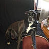 dog, black_dog, white_patch, couch, pillow, living_room, window, blinds, curtains, lamp, side_table, glass_jar, pet, indoor, resting, relaxed, furniture, animal, domestic, canine