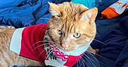 Alphonse is registered to the contest to win money with this photo: cat, orange_cat, tabby_cat, pet, animal, bed, blue_bedspread, sweater, red_sweater, white_sweater, indoor, feline, whiskers, curious, resting, domestic_animal, cute, cozy, fur, portrait