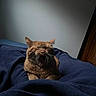 Alphonse is registered to the contest to win money with this photo: cat, ginger_cat, yawning, blanket, navy_blue, indoor, cozy, sleepy, pet, feline, fur, whiskers, resting, soft_texture, bedroom, wall, framed_picture, dim_light, relaxing, animal