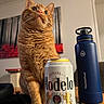 Alphonse joined the competition — help win amazing prizes! cat, orange_tabby, beer_can, modelo, thermoflask, indoor, table, painting, curious, pet, feline, domestic_animal, household, wooden_table, drink_container, water_bottle, closeup, portrait, looking_up, cozy