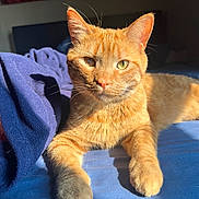 Alphonse is registered to the contest to win money with this photo: cat, orange_tabby, sunlight, bed, blue_blanket, fur, whiskers, relaxed, indoor, pet, animal, feline, closeup, portrait, resting, cozy, warm_light, home, sleepy, cute