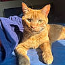 cat, orange_tabby, sunlight, bed, blue_blanket, fur, whiskers, relaxed, indoor, pet, animal, feline, closeup, portrait, resting, cozy, warm_light, home, sleepy, cute