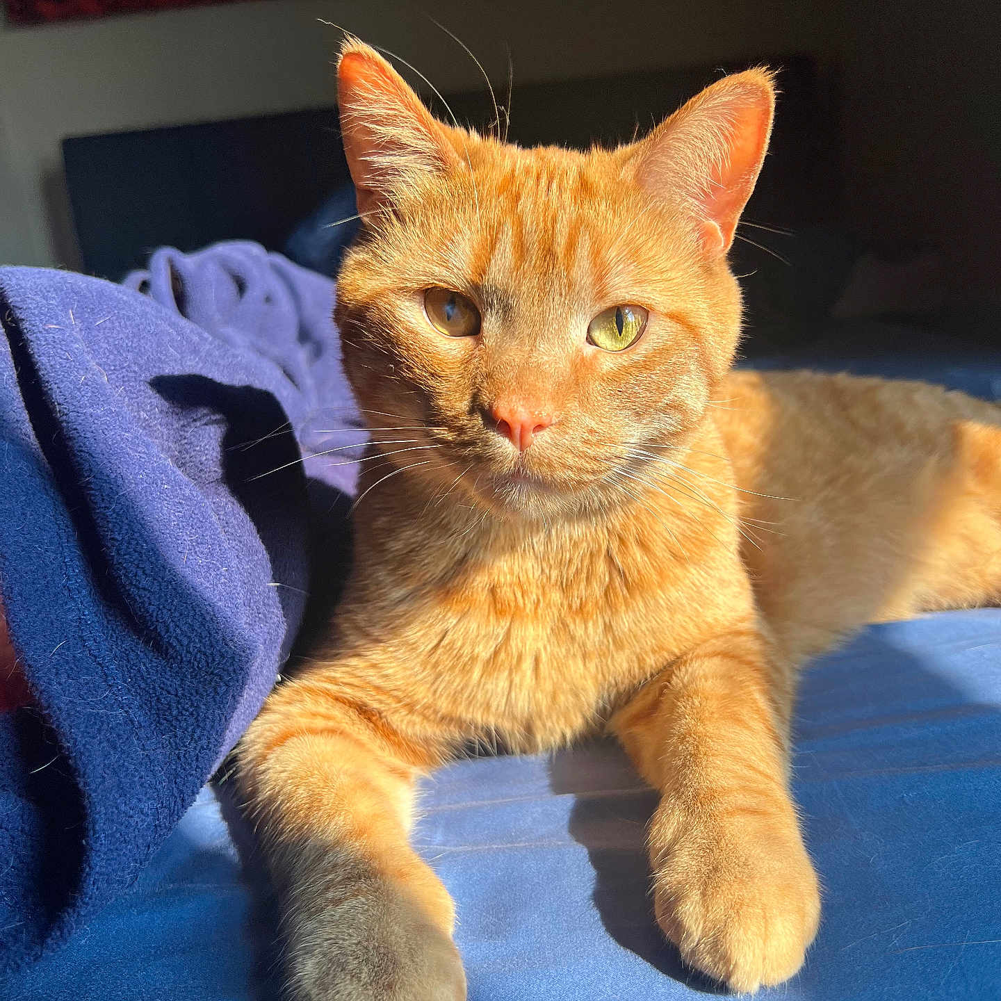 Alphonse is registered to the contest to win money with this photo: cat, orange_tabby, sunlight, bed, blue_blanket, fur, whiskers, relaxed, indoor, pet, animal, feline, closeup, portrait, resting, cozy, warm_light, home, sleepy, cute