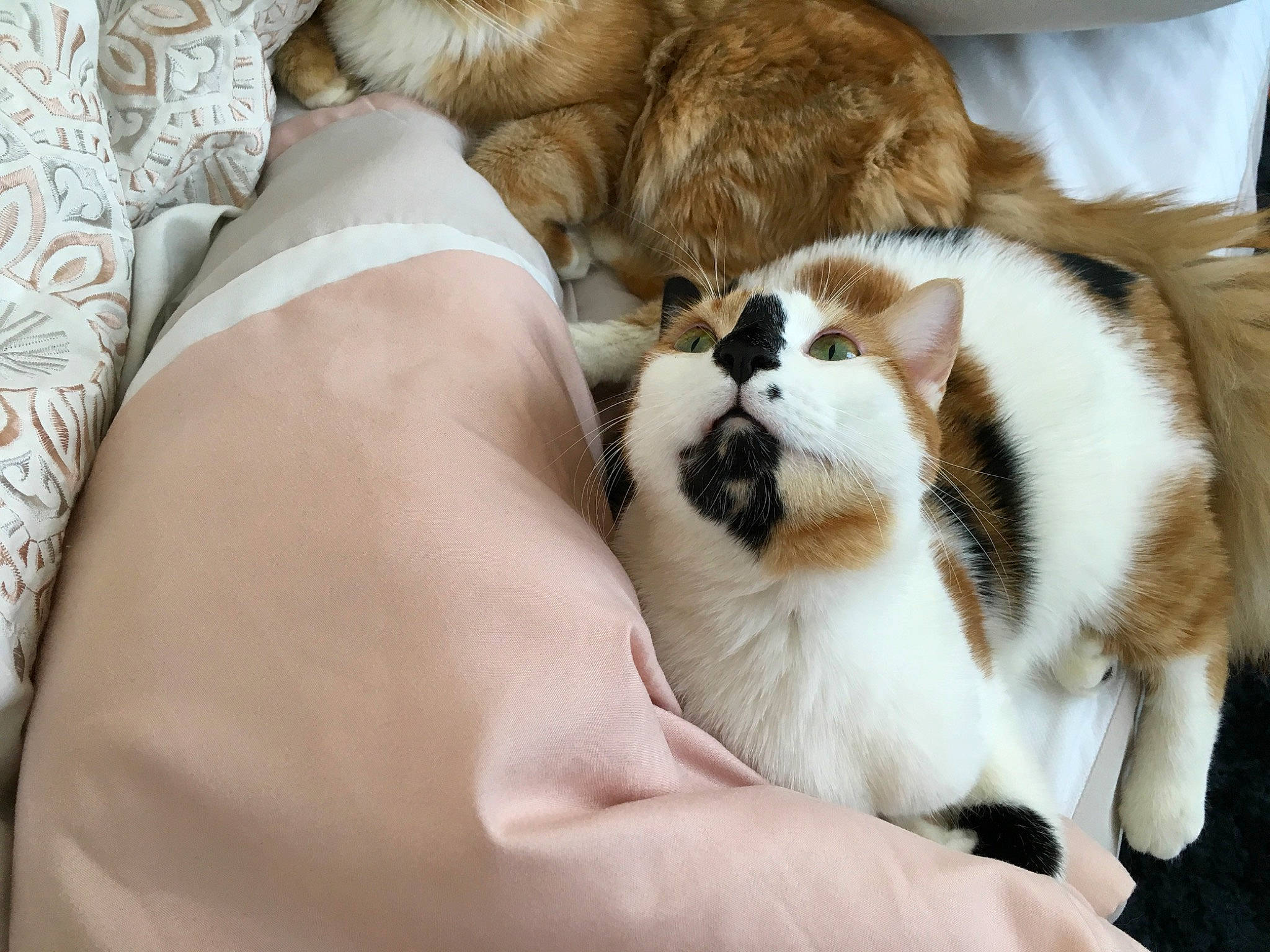 Pomi joined the competition — help win amazing prizes! canidae, carnivore, cat, companion_dog, dog_breed, fawn, felidae, fur, nap, puppy, puppy_love, small_to_medium_sized_cats, whiskers