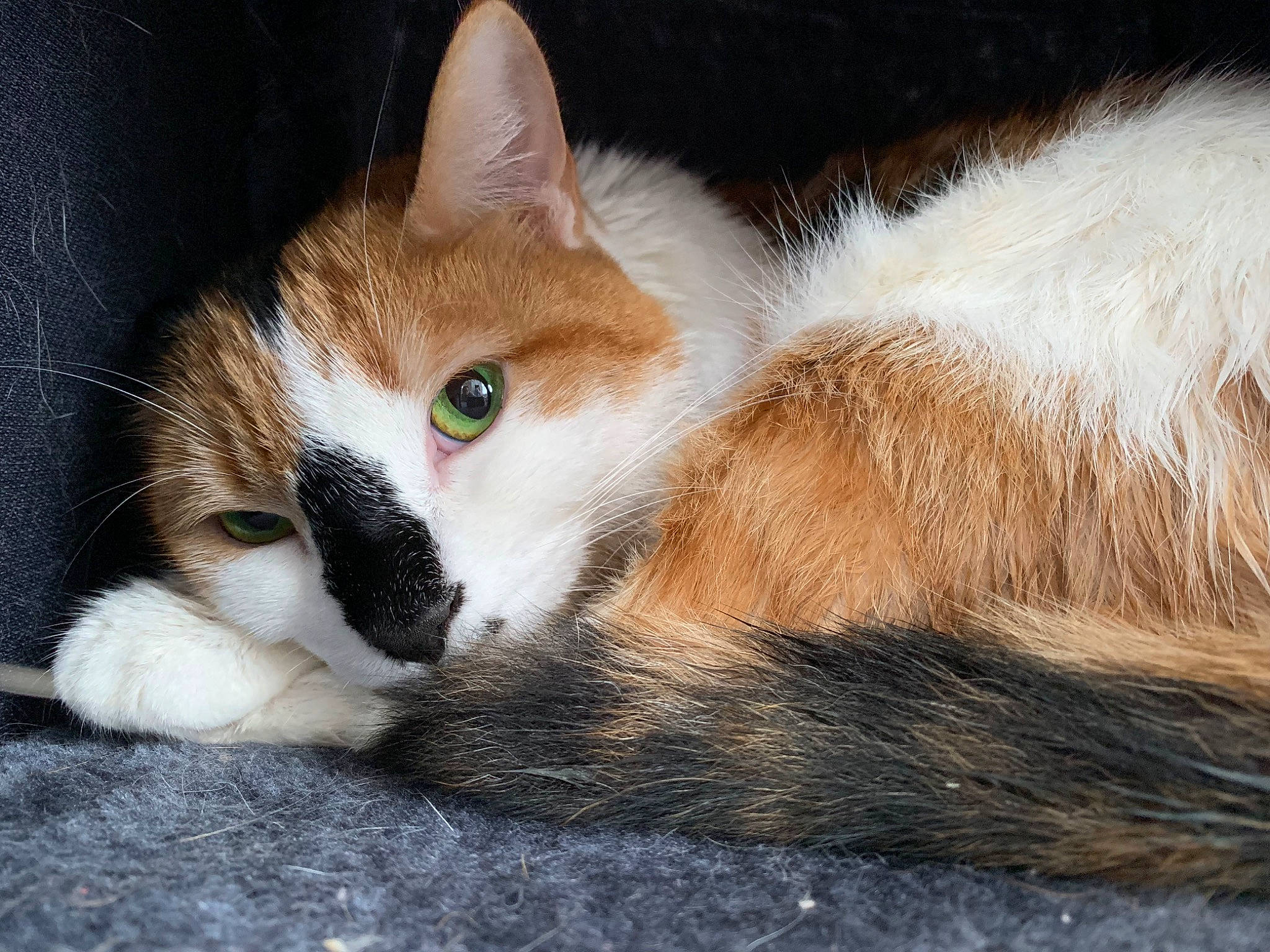 Pomi joined the competition — help win amazing prizes! aegean_cat, carnivore, cat, domestic_long_haired_cat, domestic_short_haired_cat, ear, european_shorthair, eye, fawn, felidae, fur, kitten, mammal, nose, skin, small_to_medium_sized_cats, snout, tail, whiskers