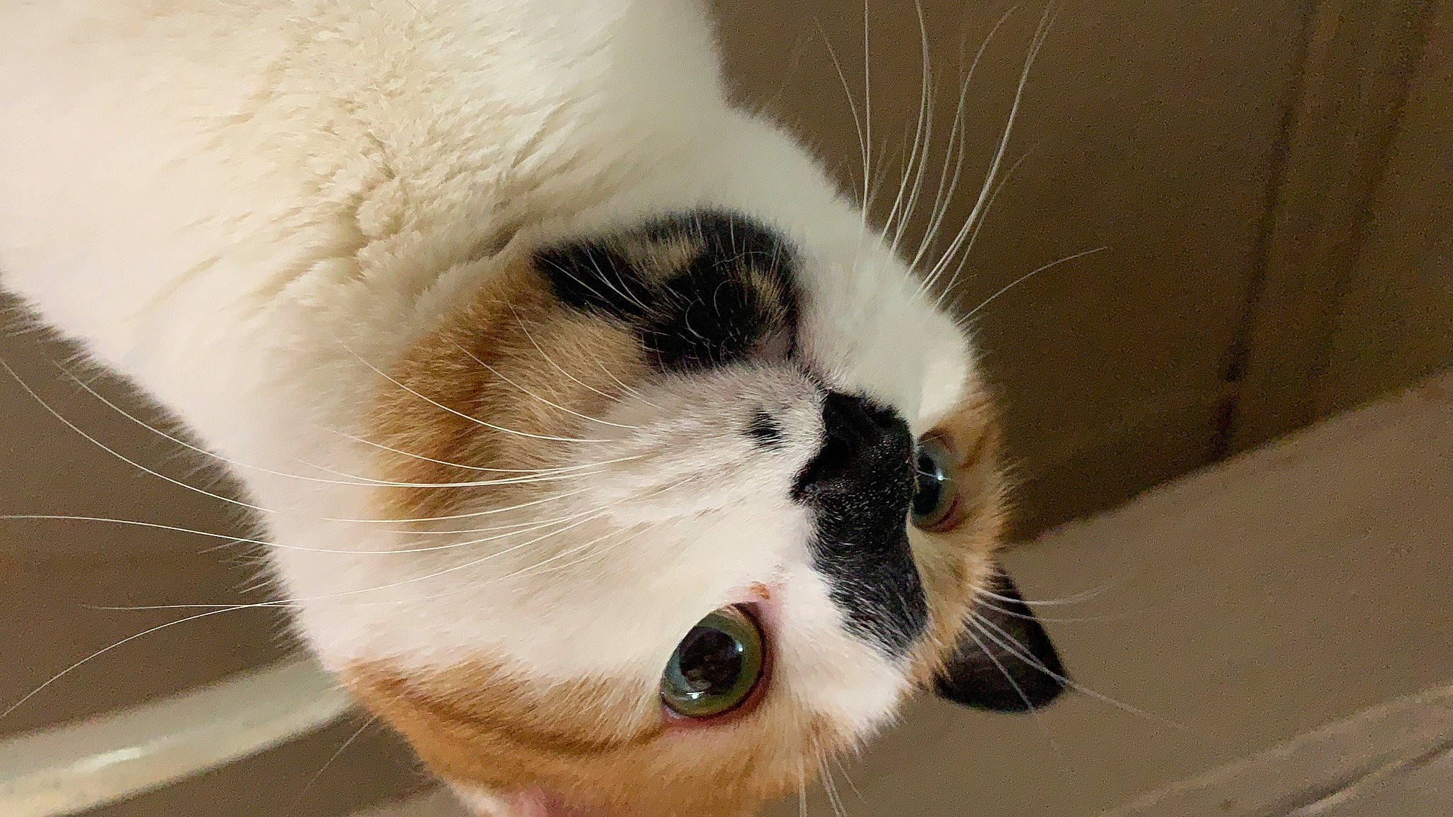 Pomi joined the competition — help win amazing prizes! balinese, birman, carnivore, cat, claw, close_up, eye, fawn, felidae, fur, munchkin, nose, paw, ragdoll, small_to_medium_sized_cats, snout, snowshoe, tail, thai, whiskers