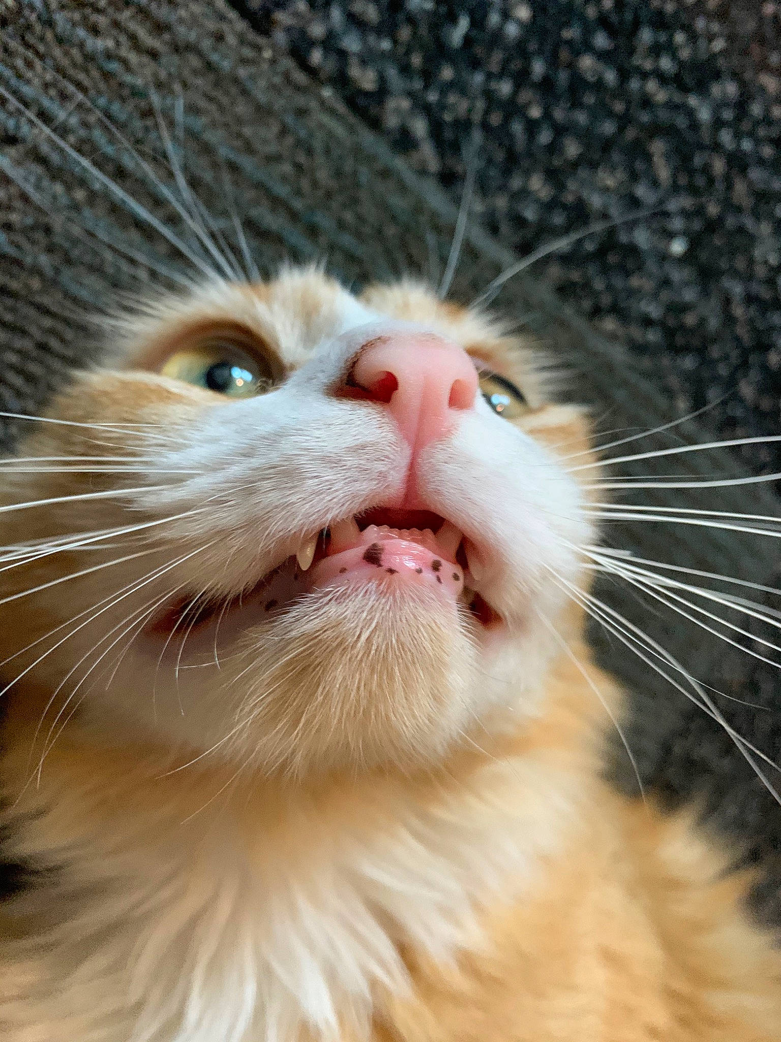 Goldie joined the competition — help win amazing prizes! aegean_cat, carnivore, cat, close_up, european_shorthair, eye, facial_expression, fawn, felidae, fur, mammal, mouth, nose, organ, small_to_medium_sized_cats, smile, snout, tooth, turkish_van, whiskers