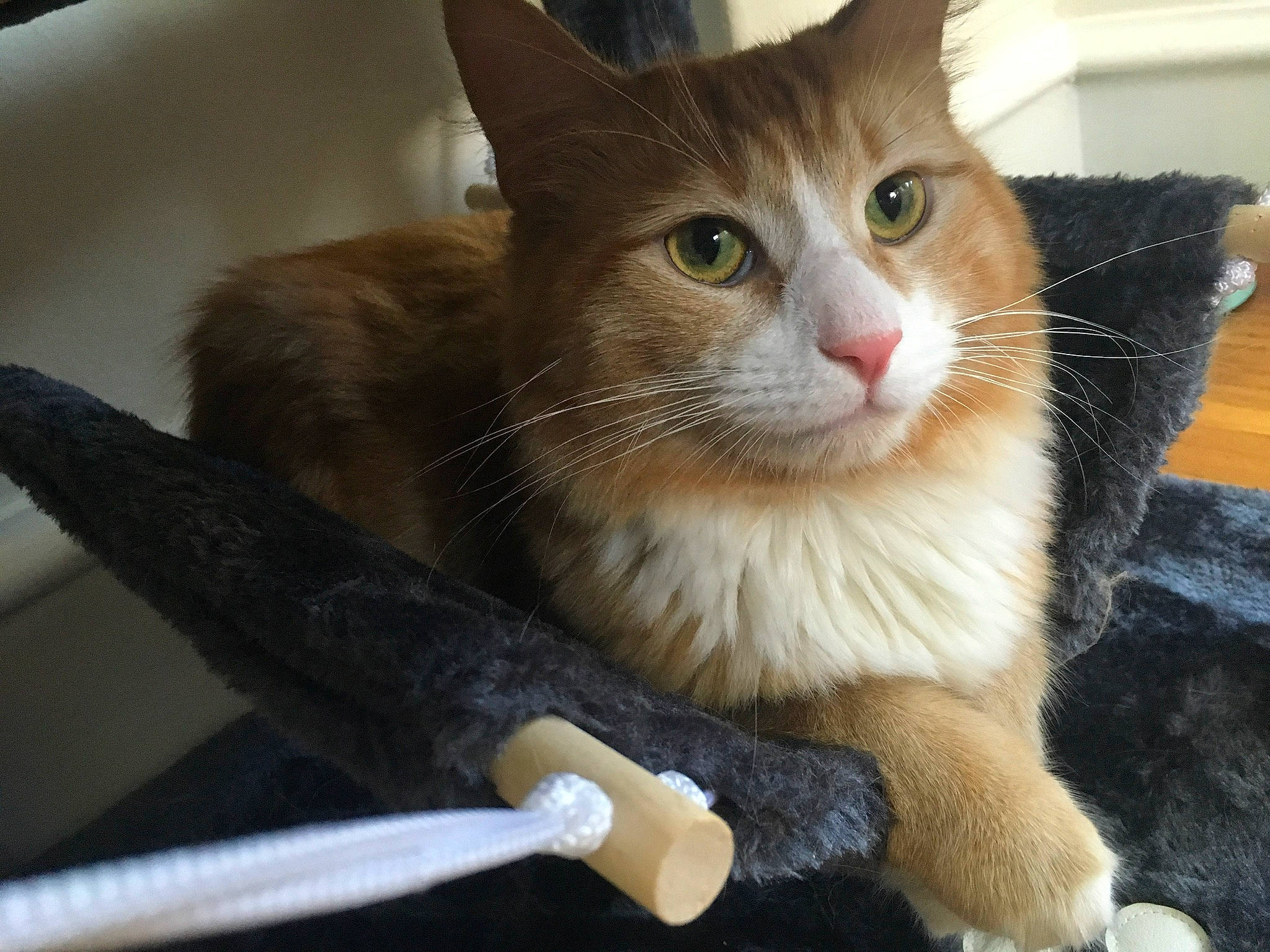 Goldie joined the competition — help win amazing prizes! aegean_cat, american_wirehair, carnivore, cat, domestic_short_haired_cat, european_shorthair, fawn, felidae, fur, german_rex, kitten, mammal, polydactyl_cat, small_to_medium_sized_cats, tabby_cat, whiskers