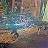 cat, animal, outdoor, night, holiday, christmas, festive, lights, courtyard, cobblestone, stone_building, restaurant, miniature_train, decorations, tree, street, architecture, pavement, illuminated, travel